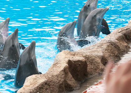 mammifères marins sur la Côte d'Azur